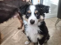 Blue, a male Miniature American Shepherd for sale in Jensen Beach, FL – 5 of 5
