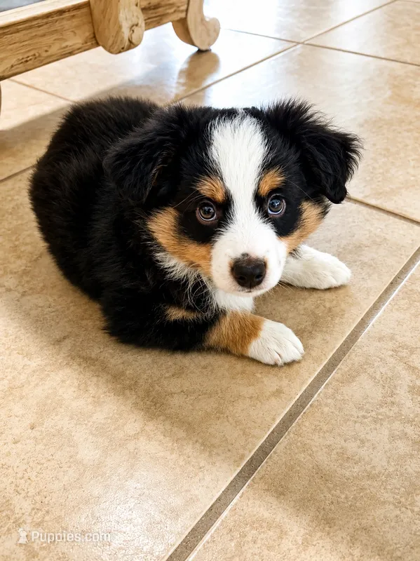 Blue – Miniature American Shepherd puppy for sale in Jensen Beach, FL