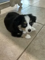 Blue, a male Miniature American Shepherd for sale in Jensen Beach, FL – 4 of 5