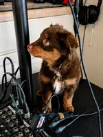 Teeny, a female Miniature American Shepherd for sale in Jensen Beach, FL – 6 of 6