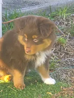 Chewy "Chewbacca", a male Miniature American Shepherd for sale in Jensen Beach, FL – 1 of 5