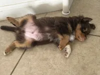 Chewy "Chewbacca", a male Miniature American Shepherd for sale in Jensen Beach, FL – 3 of 5
