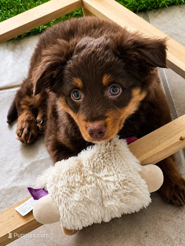 Teeny – Miniature American Shepherd puppy for sale in Jensen Beach, FL