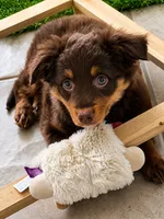 Teeny, a female Miniature American Shepherd for sale in Jensen Beach, FL – 1 of 6