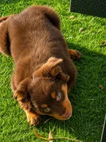 Teeny, a female Miniature American Shepherd for sale in Jensen Beach, FL – 5 of 6