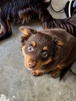 Teeny, a female Miniature American Shepherd for sale in Jensen Beach, FL – 2 of 6
