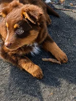 Teeny, a female Miniature American Shepherd for sale in Jensen Beach, FL – 3 of 6