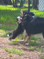 Blue, a male Miniature American Shepherd for sale in Jensen Beach, FL – 2 of 5