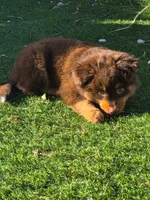 Chewy "Chewbacca", a male Miniature American Shepherd for sale in Jensen Beach, FL – 2 of 5