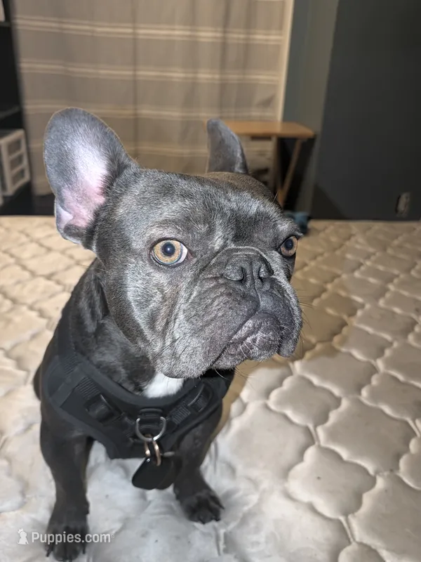 Doby – French Bulldog puppy for sale in Anaheim, CA