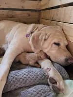 Dani x Oxxie '25 litter, a female Labrador Retriever for sale in Rapid City, SD – Photo 3 of 6
