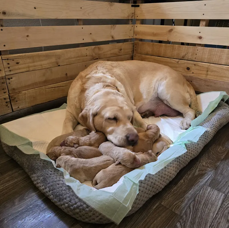 Dani x Oxxie '25 litter