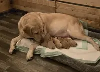 Dani x Oxxie '25 litter, a female Labrador Retriever for sale in Rapid City, SD – Photo 5 of 6