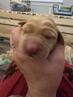 Dani x Oxxie '25 litter, a female Labrador Retriever for sale in Rapid City, SD – Photo 6 of 6