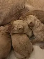 Dani x Oxxie '25 litter, a female Labrador Retriever for sale in Rapid City, SD – Photo 2 of 6