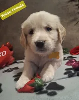 YELLOW FEMALE, a female Golden Retriever for sale in Star, NC – Photo 1 of 2