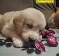 YELLOW FEMALE, a female Golden Retriever for sale in Star, NC – Photo 2 of 2