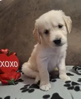 BLUE MALE, a male Golden Retriever for sale in Star, NC – Photo 1 of 4