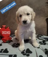 BLUE MALE, a male Golden Retriever for sale in Star, NC – Photo 3 of 4