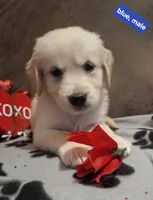 BLUE MALE, a male Golden Retriever for sale in Star, NC – Photo 2 of 4