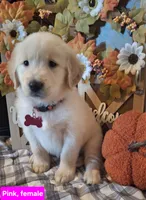 PINK FEMALE, a female Golden Retriever for sale in Star, NC – Photo 1 of 3