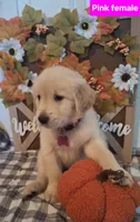 PINK FEMALE, a female Golden Retriever for sale in Star, NC – Photo 3 of 3