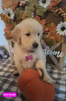 PINK FEMALE, a female Golden Retriever for sale in Star, NC – Photo 2 of 3