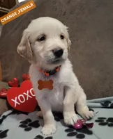 ORANGE ,FEMALE, a female Golden Retriever for sale in Star, NC – Photo 1 of 2