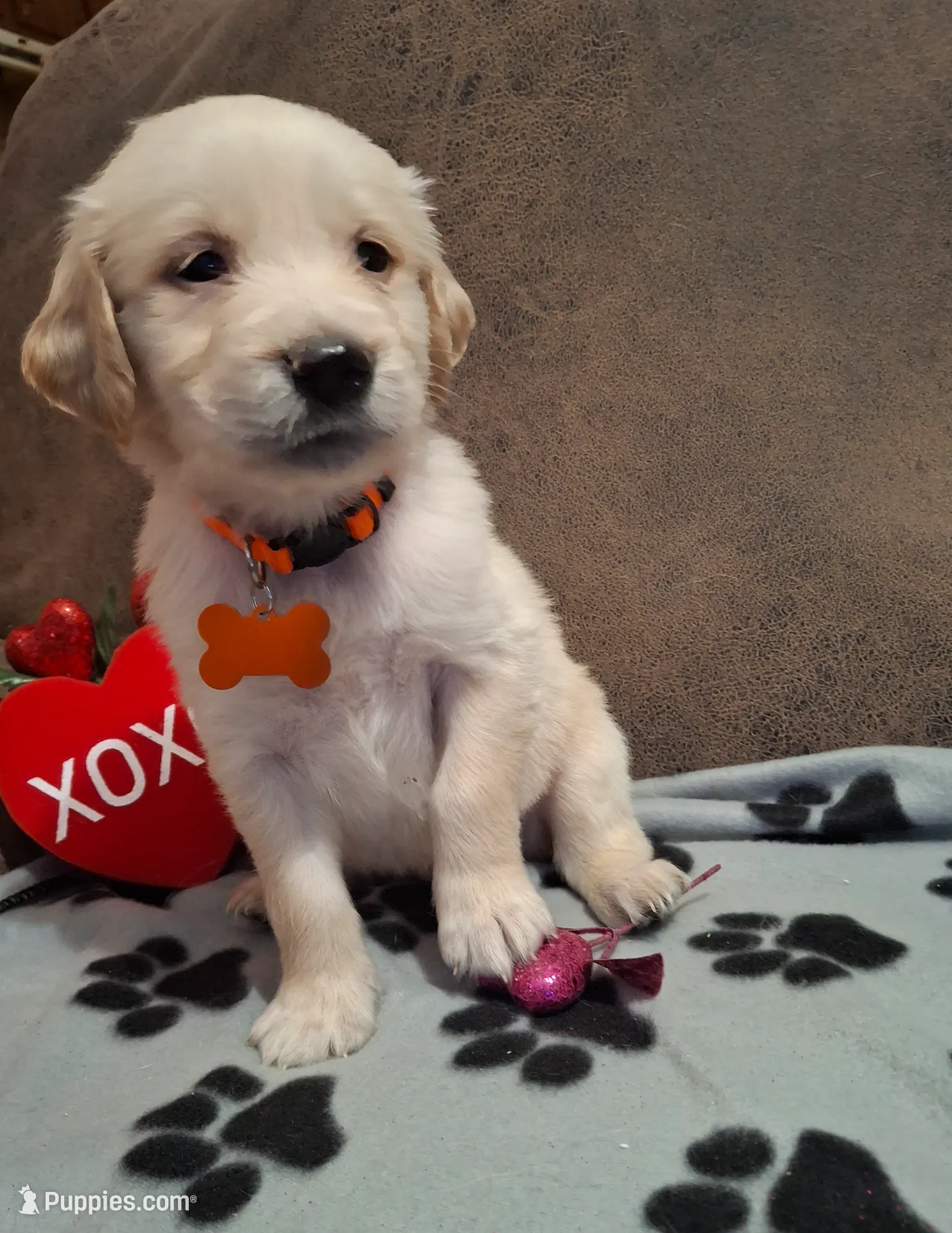 ORANGE ,FEMALE, a female Golden Retriever for sale in Star, NC – Photo 2 of 2