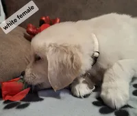 White female, a female Golden Retriever for sale in Star, NC – Photo 3 of 3