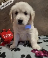 White female, a female Golden Retriever for sale in Star, NC – Photo 1 of 3