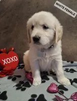 White female, a female Golden Retriever for sale in Star, NC – Photo 2 of 3