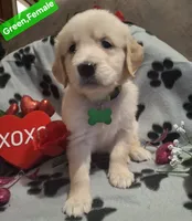 GREEN FEMALE, a female Golden Retriever for sale in Star, NC – Photo 1 of 3