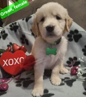 GREEN FEMALE, a female Golden Retriever for sale in Star, NC – Photo 3 of 3