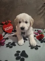 DARK GREEN FEMALE, a female Golden Retriever for sale in Star, NC – Photo 3 of 3