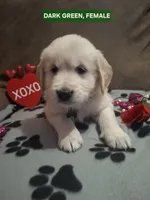 DARK GREEN FEMALE, a female Golden Retriever for sale in Star, NC – Photo 1 of 3