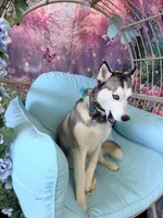 Isa, a female Siberian Husky for sale in Detroit, MI – 3 of 3