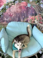 Isa, a female Siberian Husky for sale in Detroit, MI – 2 of 3