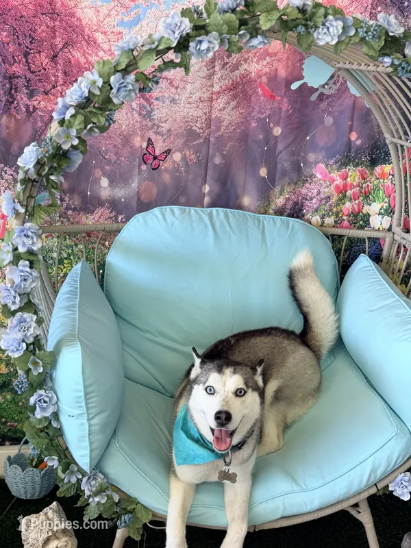 Isa – Siberian Husky puppy for sale in Detroit, MI
