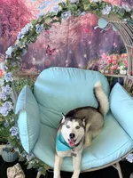 Isa, a female Siberian Husky for sale in Detroit, MI – 1 of 3