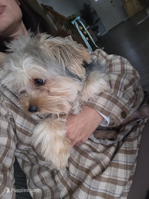 Dallas, a male Yorkshire Terrier for sale in Erie, CO – 1 of 4