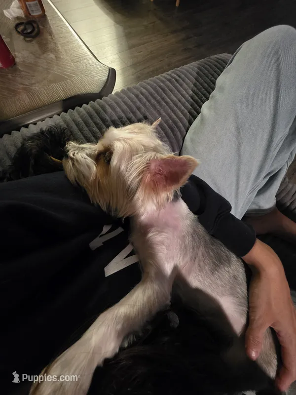 REDUCED PRICE *** Female Yorkie  – Yorkshire Terrier puppy for sale in Erie, CO