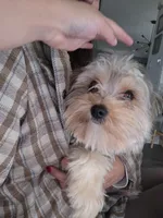 Dallas, a male Yorkshire Terrier for sale in Erie, CO – 3 of 4