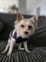 REDUCED PRICE *** Female Yorkie , a female Yorkshire Terrier for sale in Erie, CO – 2 of 3