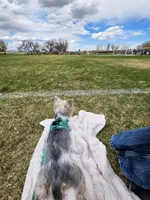 Female Yorkie , a female Yorkshire Terrier for sale in Erie, CO – 2 of 4