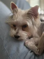 Female Yorkie , a female Yorkshire Terrier for sale in Erie, CO – 4 of 4