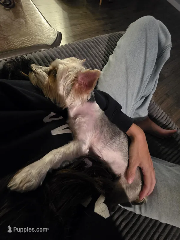 Female Yorkie  – Yorkshire Terrier puppy for sale in Erie, CO