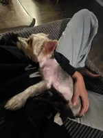 Female Yorkie , a female Yorkshire Terrier for sale in Erie, CO – 1 of 4