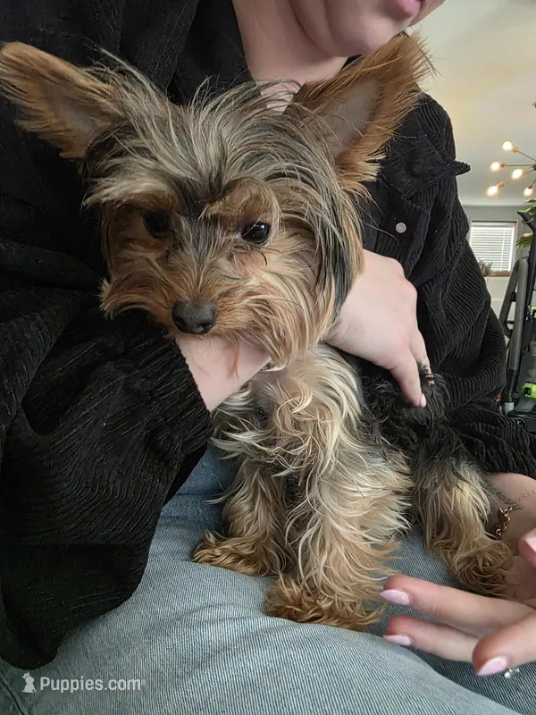 Female Yorkie  – Yorkshire Terrier puppy for sale in Erie, CO