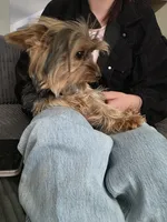 Female Yorkie , a female Yorkshire Terrier for sale in Erie, CO – 2 of 3